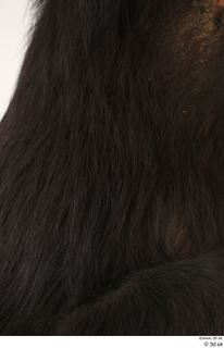 Chimpanzee Bonobo back fur 0002.jpg